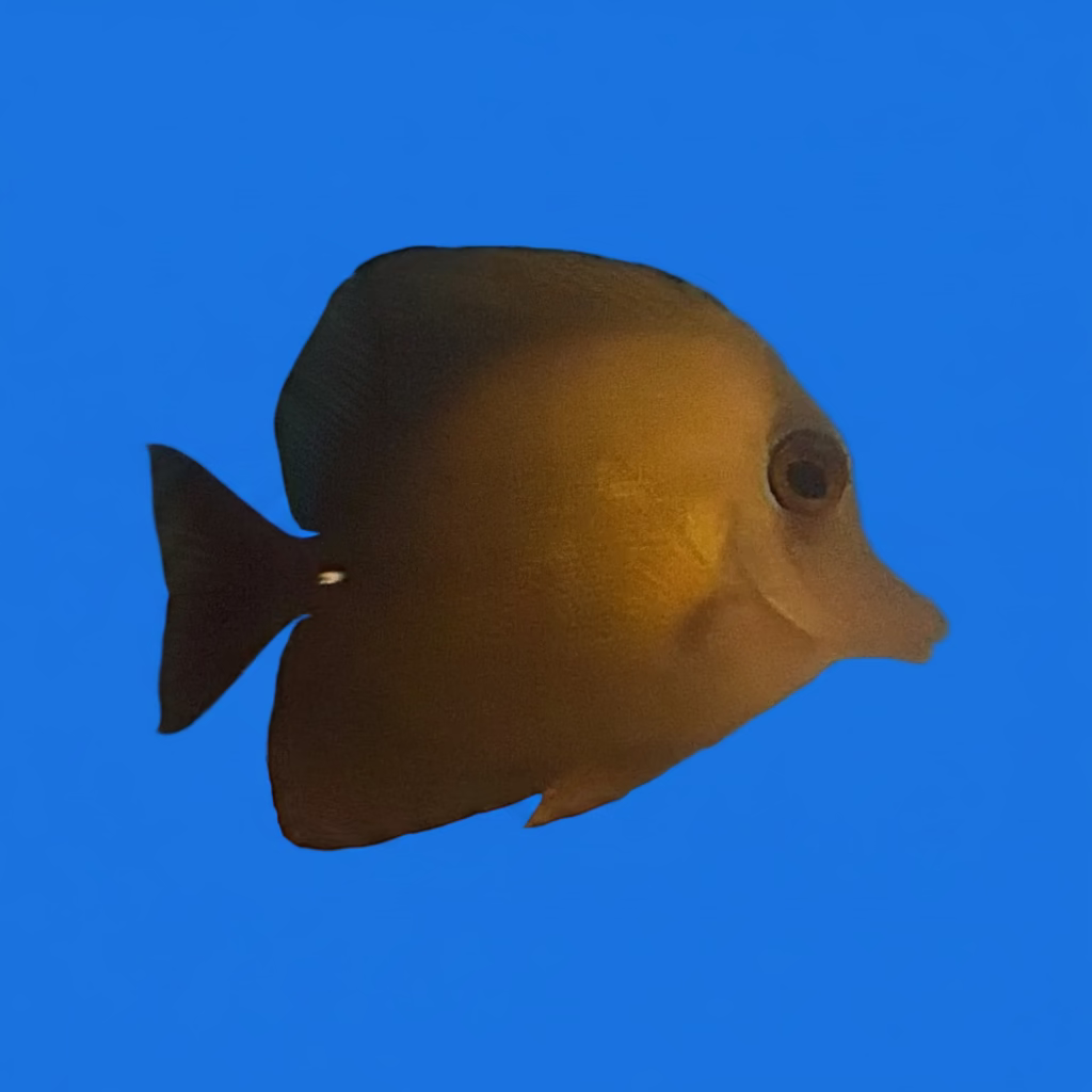 Brown Scopas