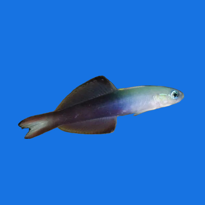 Scissortail Goby