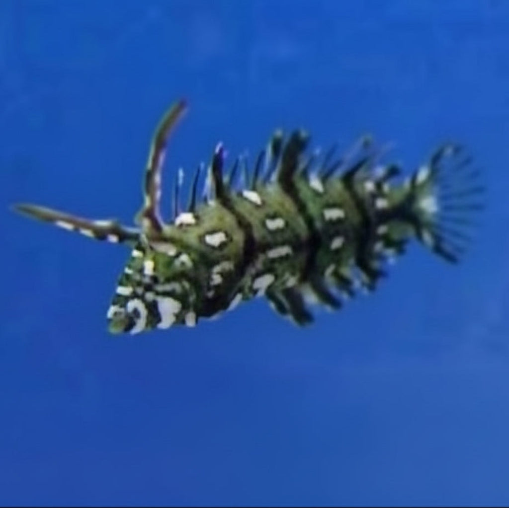 Dragon Wrasse - Juvenile