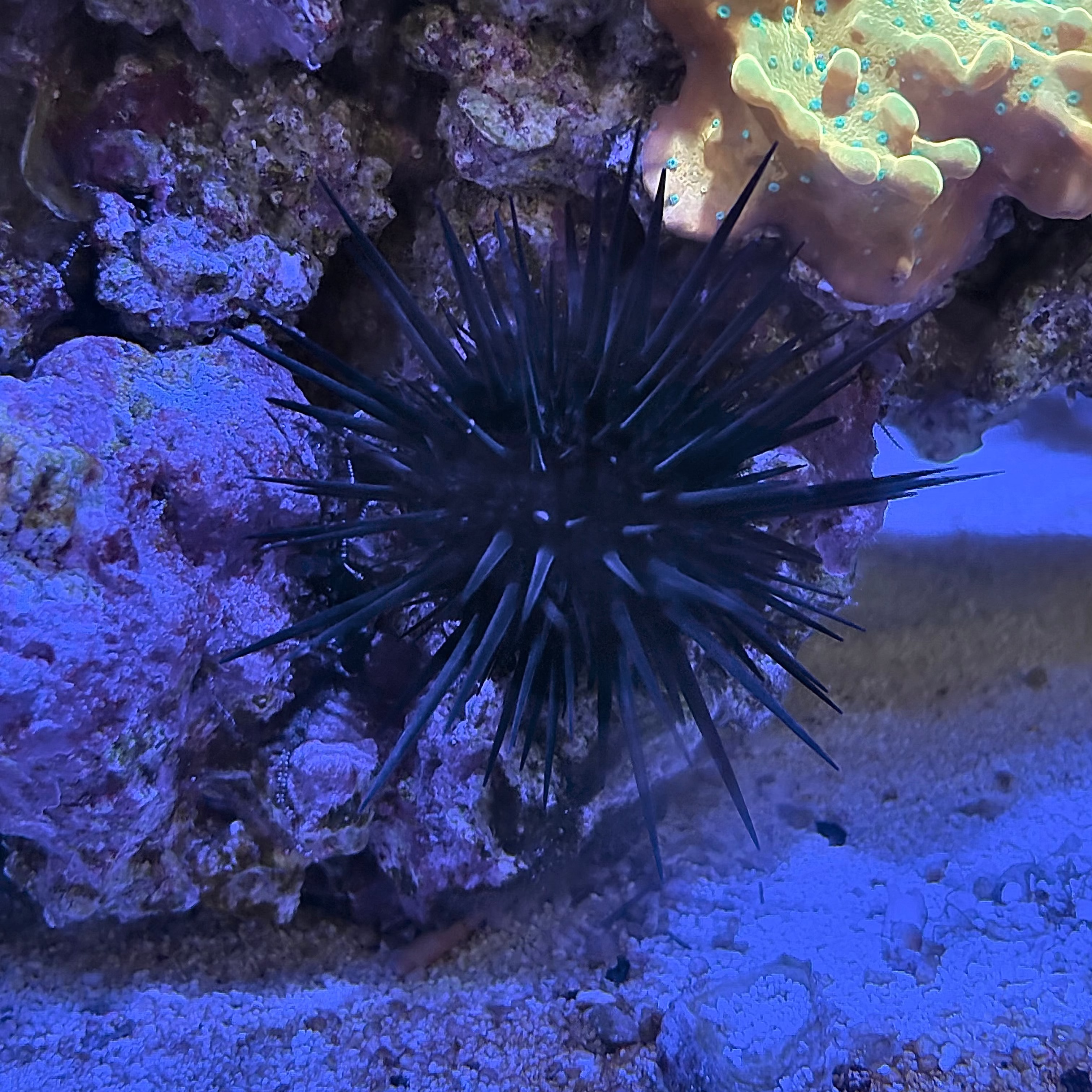 Longspine Urchin