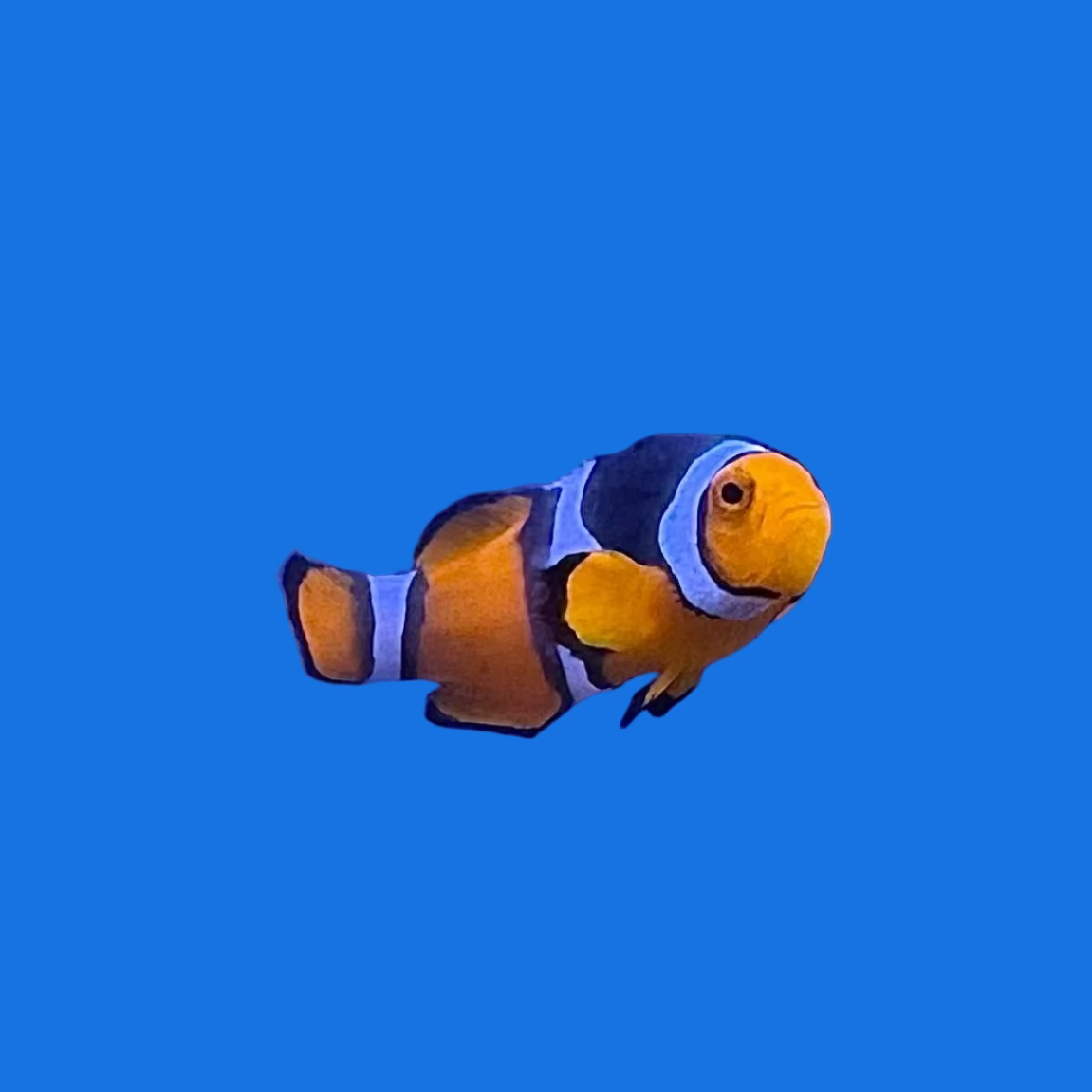 Semi-Onyx Percula
