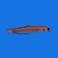 Zebra Dartfish