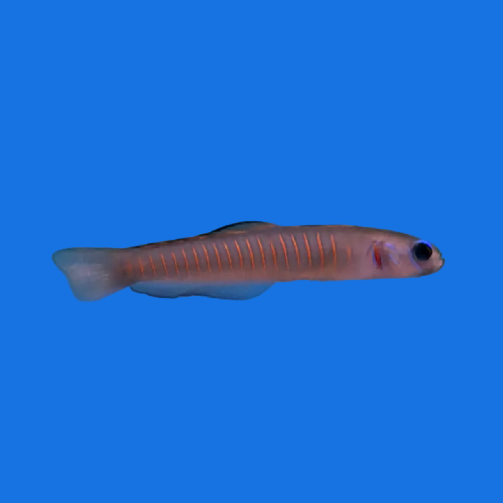 Zebra Dartfish