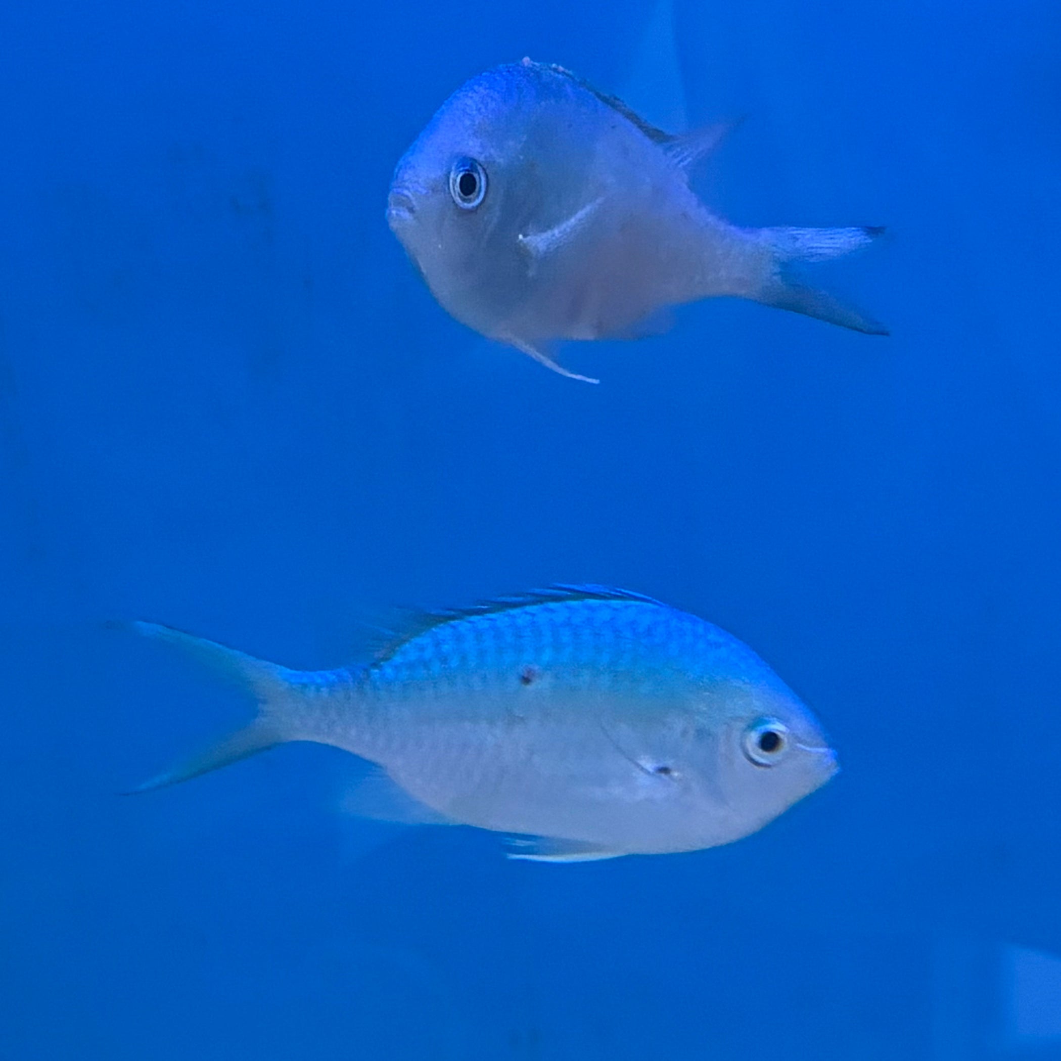 Chromis- Blue Green Reef (XL)