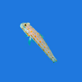 Diamond Goby