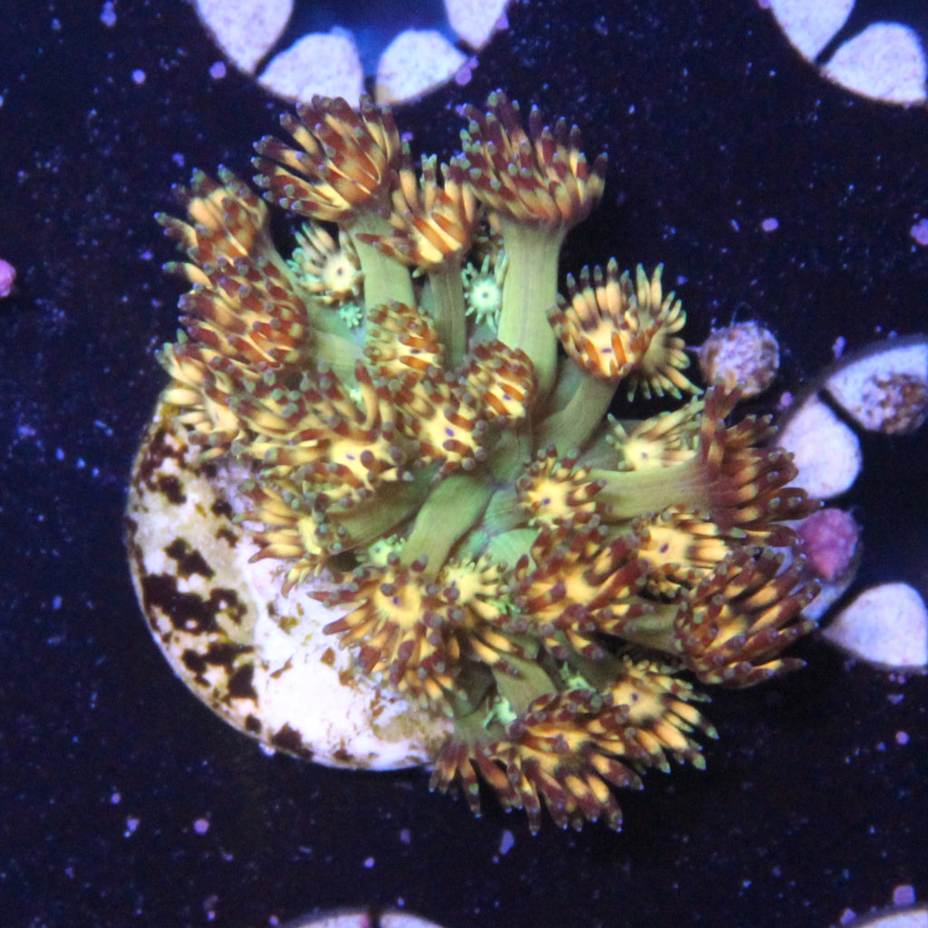 WYSIWYG Coral REAW43 - "GMK" Goni Frag