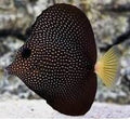 Gem Tang