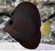 Gem Tang