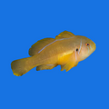 Citron Clown Goby