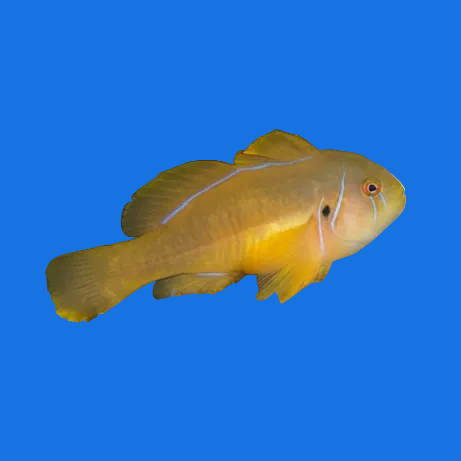 Citron Clown Goby