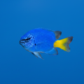 Yellowtail Damsel