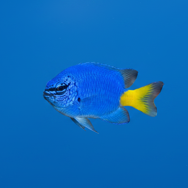 Yellowtail Damsel