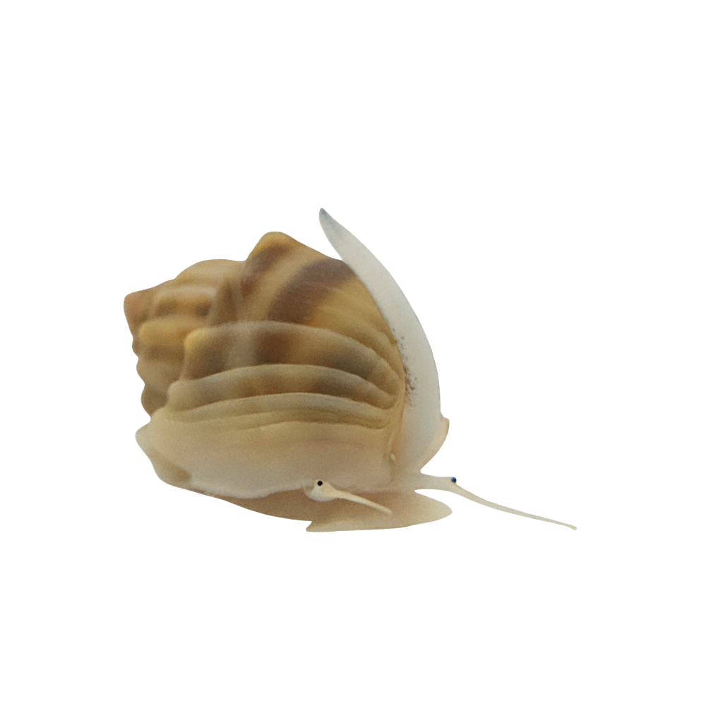 Nassarius Snails
