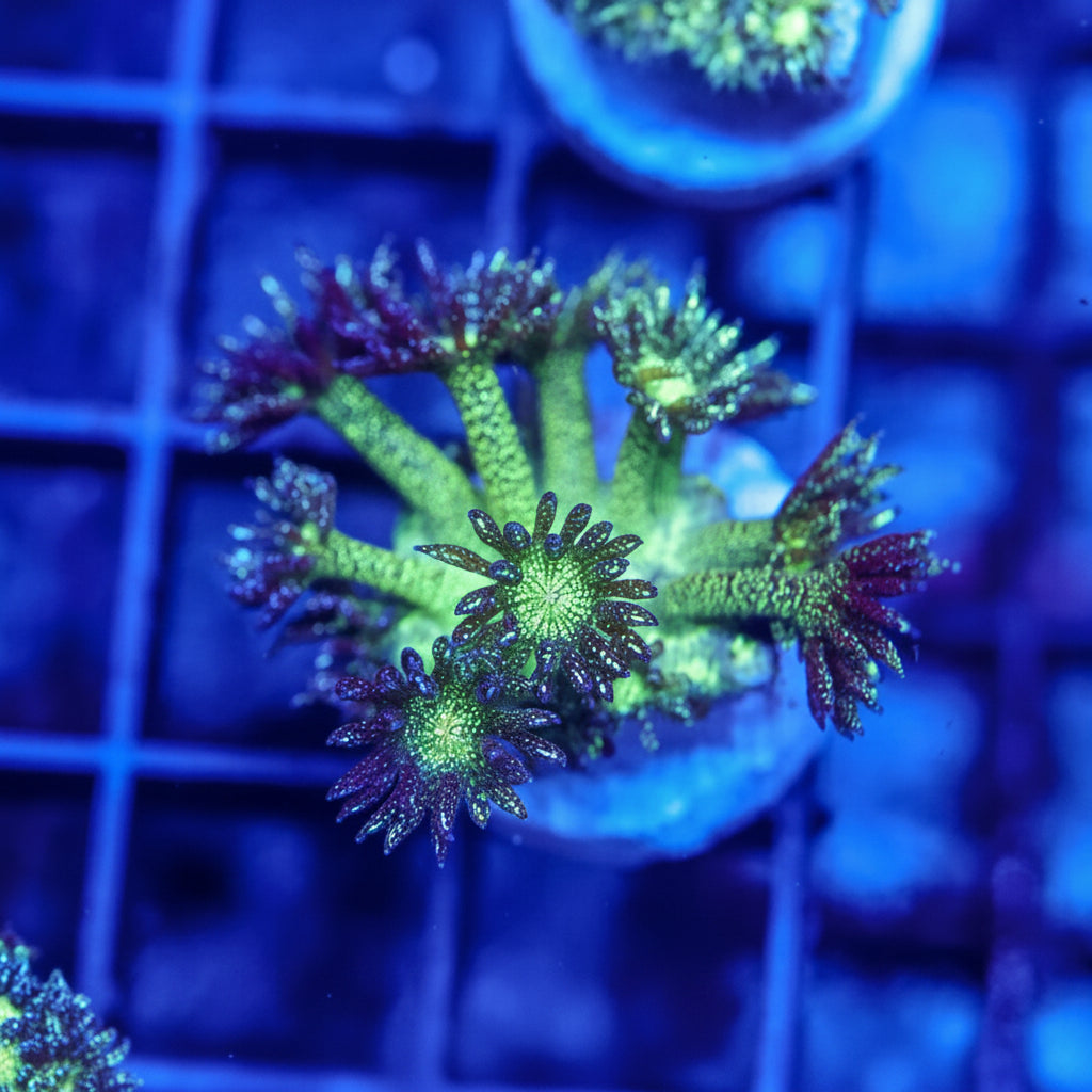 WYSIWYG - Glitter Bomb Goniopora Coral REAW47
