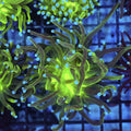 WYSIWYG - Glitter Torch Coral REAW48