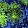 WYSIWYG - Glitter Torch Coral  REAW49