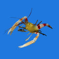 Coral Banded Shrimp - Gold