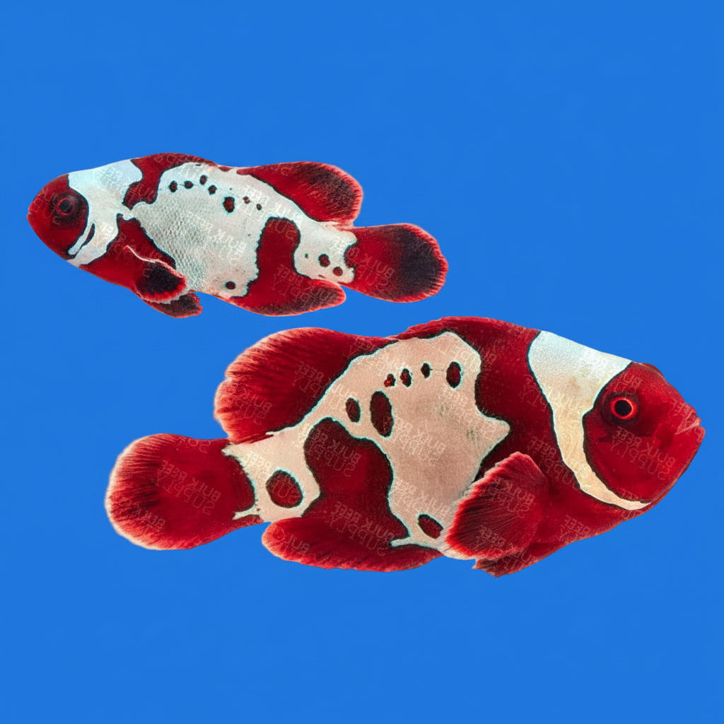 Gold X Lightning Maroon