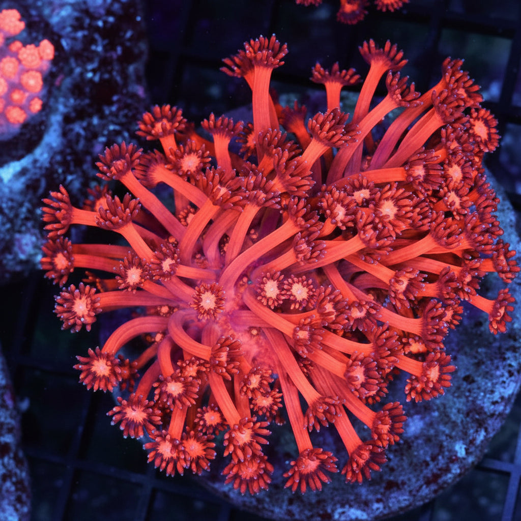 WYSIWYG - Red Goniopora  Colony - REAW44