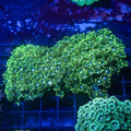 WYSIWYG - Green Tip Goniopora Colony  - REAW45