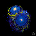 WWC Hairy Gorilla Zoanthid