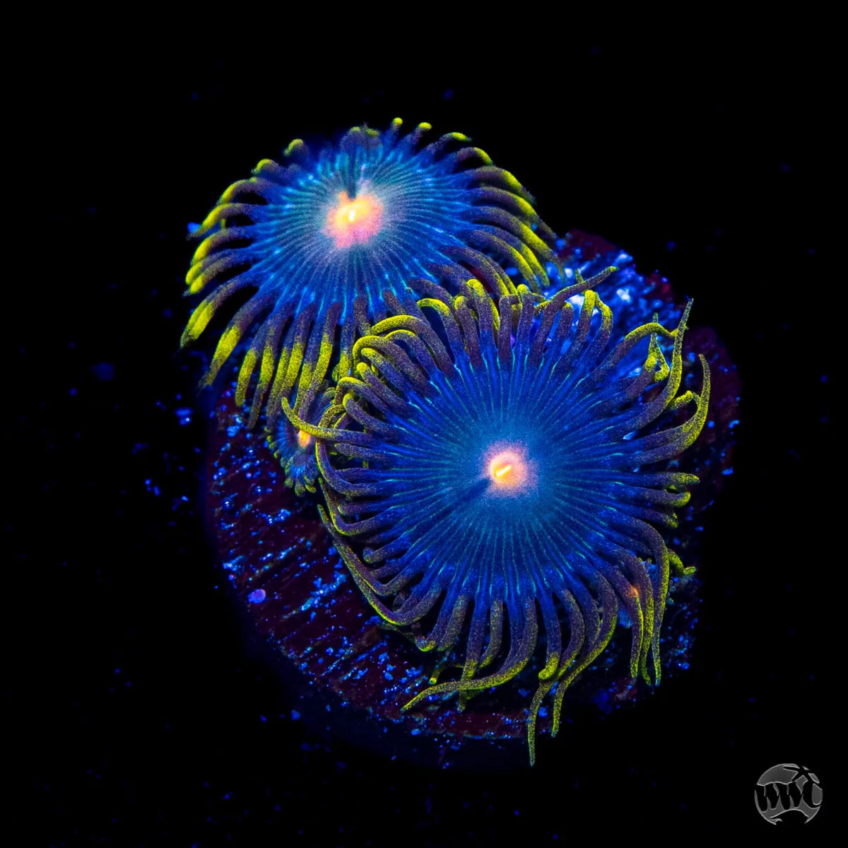 WWC Hairy Gorilla Zoanthid