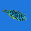 Green Leopard Wrasse