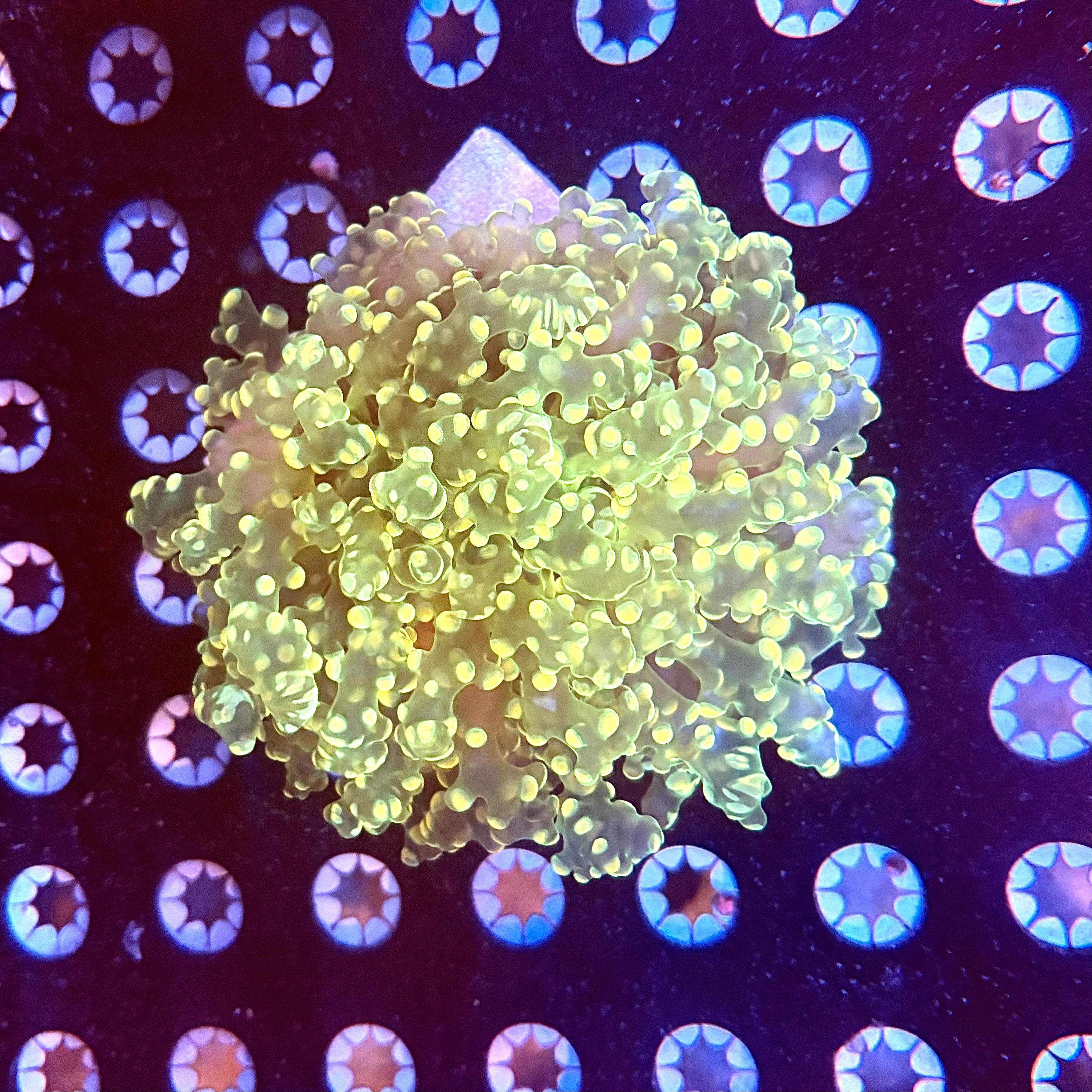 Green+Gold Wall Octospawm WYSIWYG REAW41