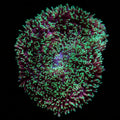 WYSIWYG - Green Hairy Mushroom XL Coral - REAW13