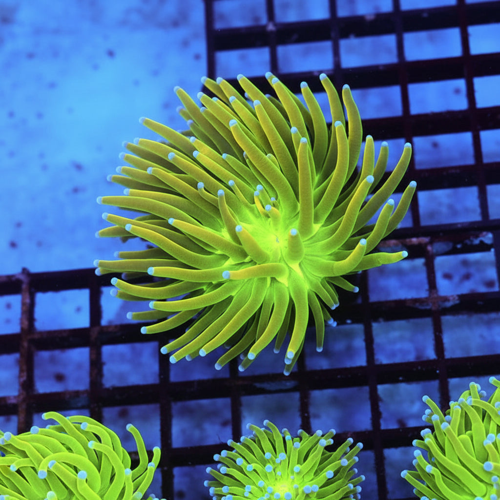 WYSIWYG - Holy Grail Torch Coral REAW410
