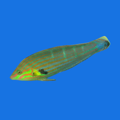 Melanurus Wrasse- M
