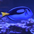 Hippo Tang- XL