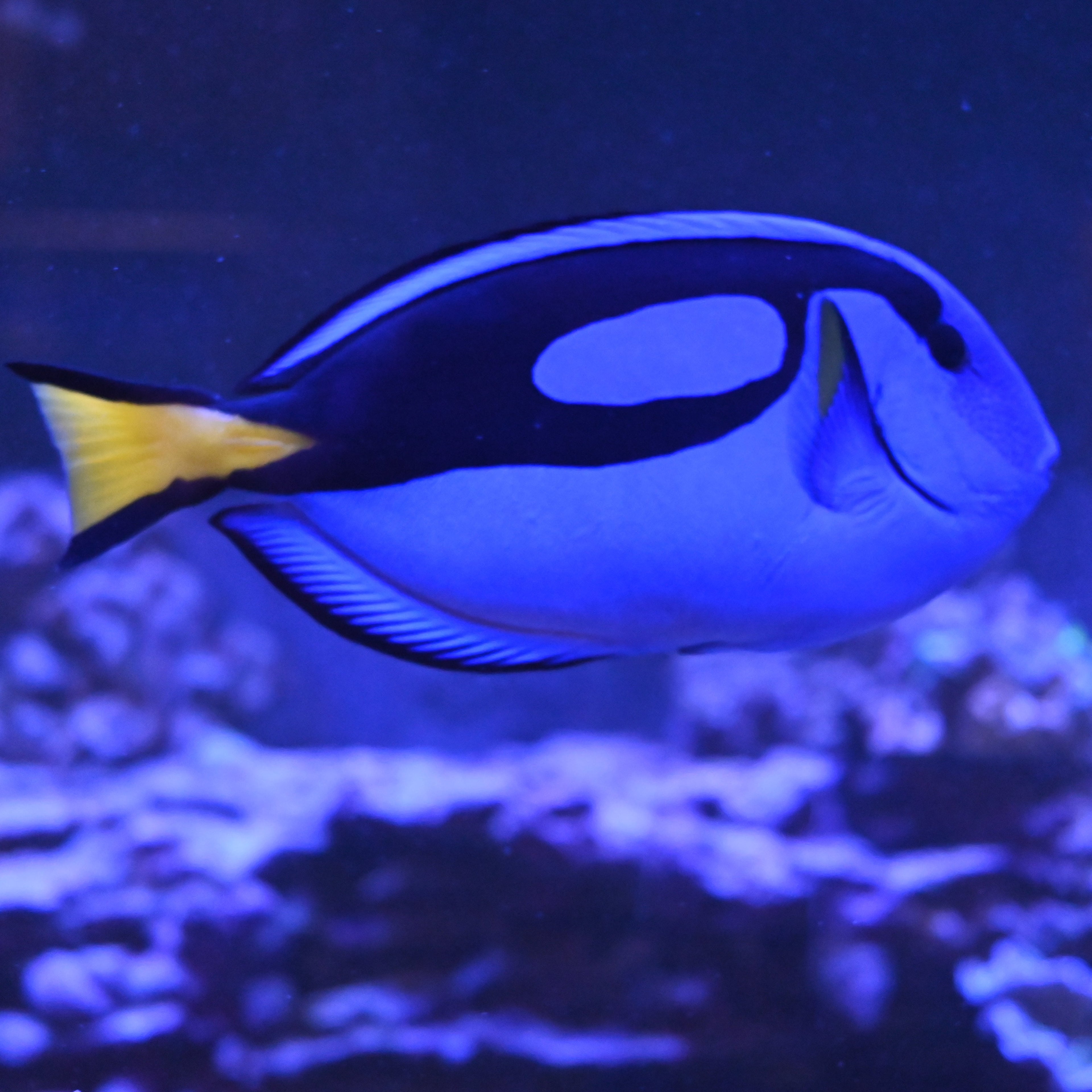 Hippo Tang- XL