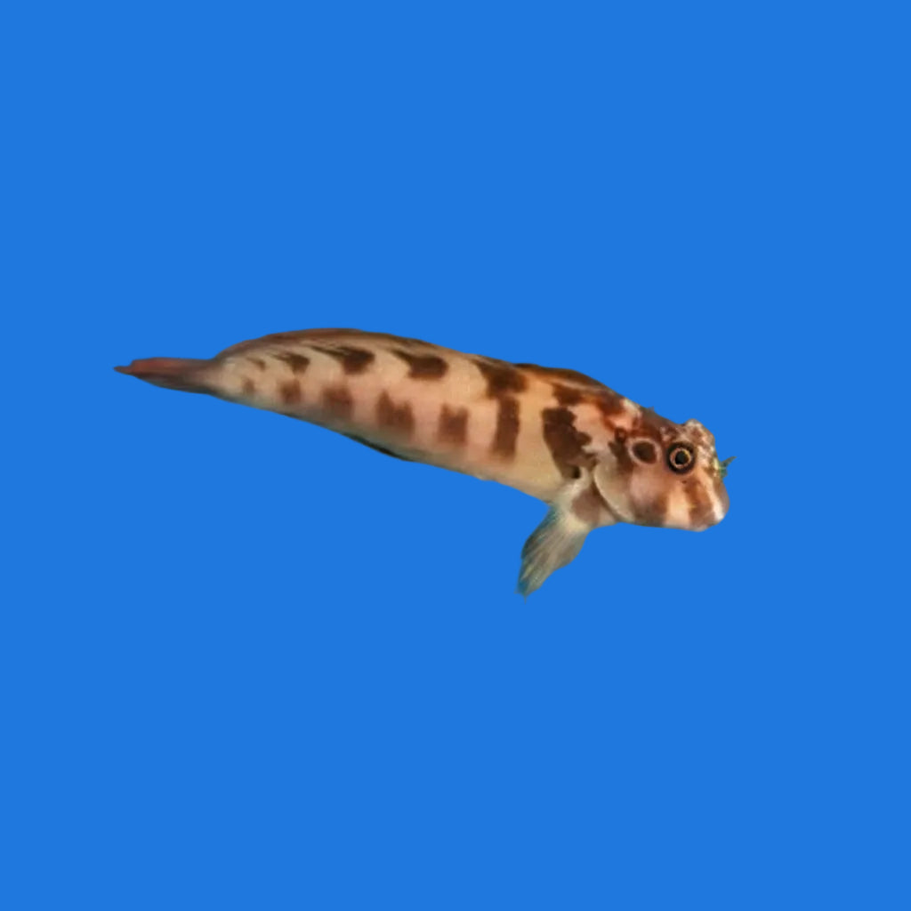 Horseface Blenny