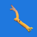 Orange Tree Sponge
