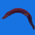 Jeweled Moray Eel