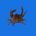 Ruby Red Emerald Crab