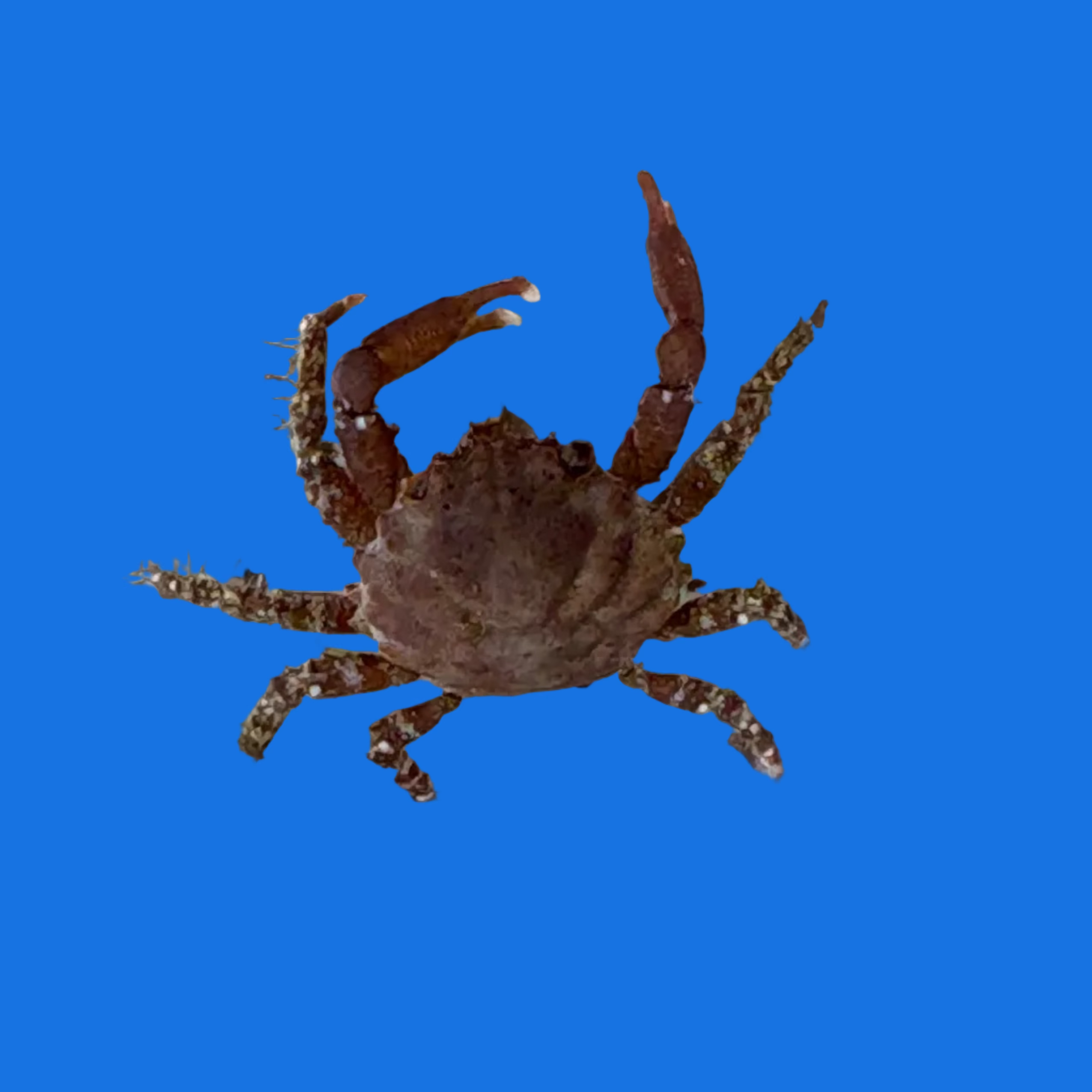 Ruby Red Emerald Crab