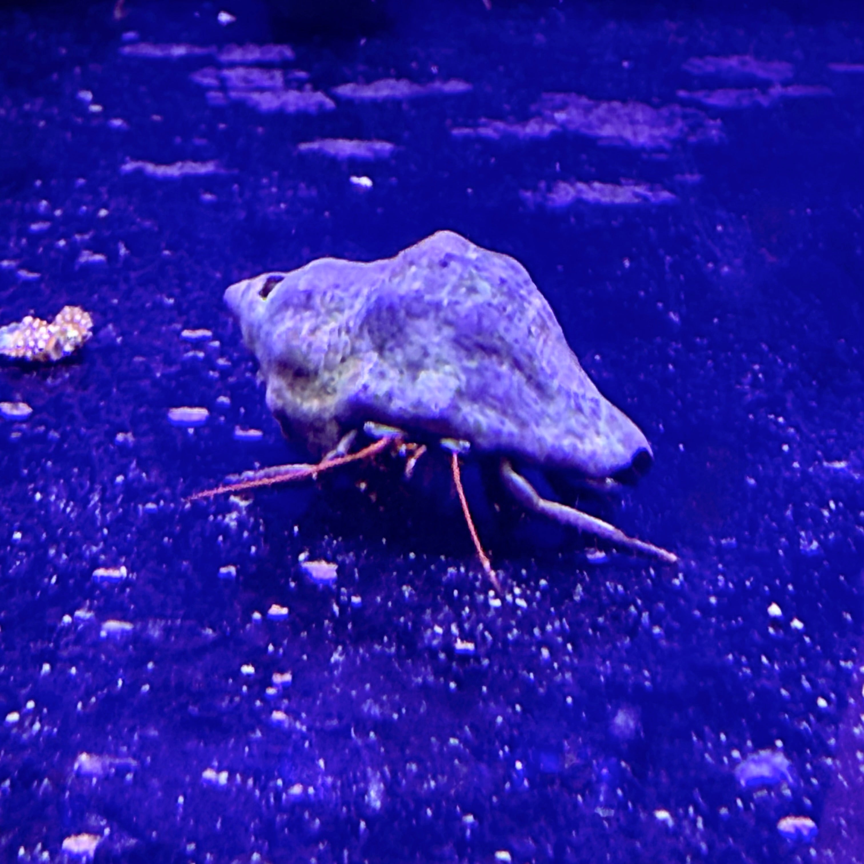 Thin Striped Hermit Crab