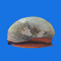 Red Collar Snail
