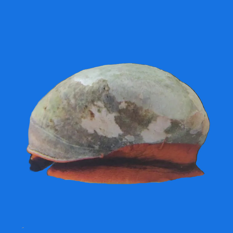 Red Collar Snail