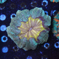 WYSIWYG - Cheese Head Acanthophyllia - REAW57