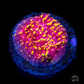 Jason Fox Goldmeister Chalice Coral