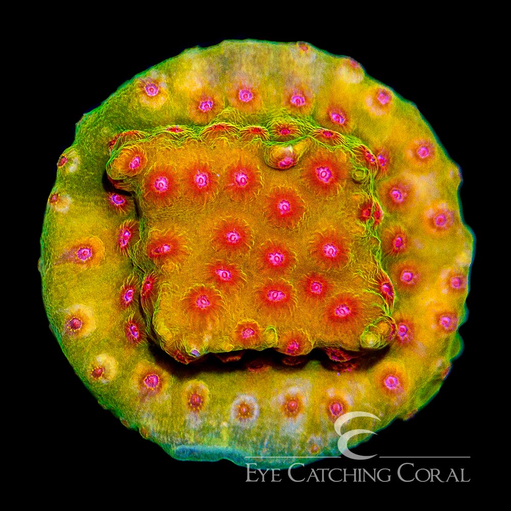 Jason Fox Spellbound Cyphastrea