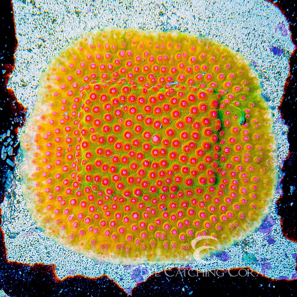 Jason Fox Spellbound Cyphastrea