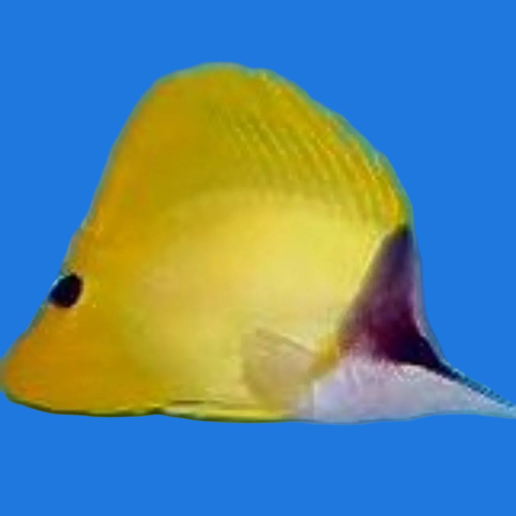 Yellow Longnose Butterflyfish (L)