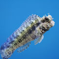 Lawnmower Blenny - S