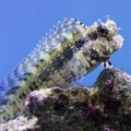 Lawnmower Blenny - (MD)
