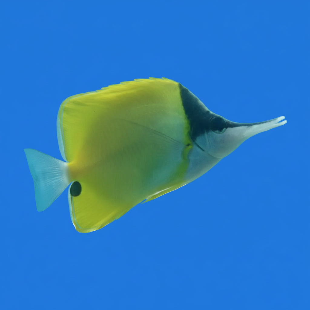 Yellow Longnose Butterflyfish