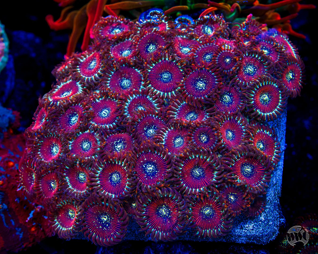 WWC Magicians Zoanthids